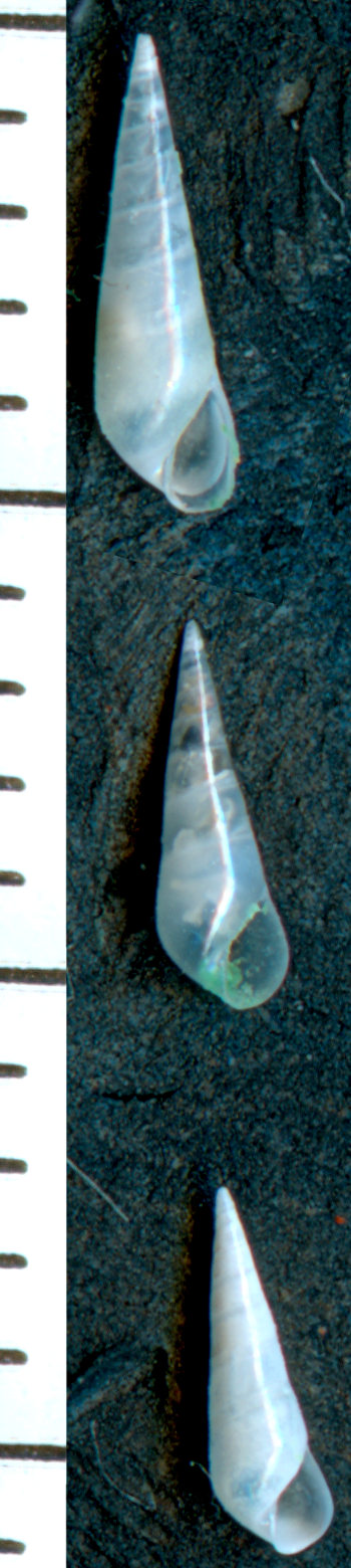 Melanella spp ?